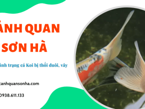 4 bước điều trị tình trạng cá Koi bị thối đuôi, thối vây