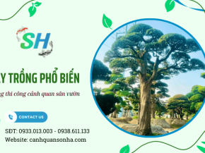 Các loại cây thường sử dụng trong thi công cảnh quan sân vườn