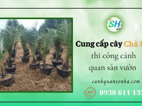 Dịch vụ cung cấp cây Chà Là thi công cảnh quan sân vườn