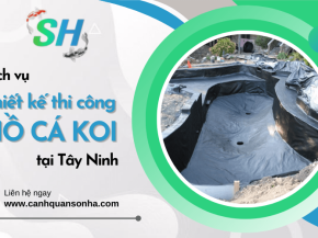 Dịch vụ thiết kế thi công hồ các koi uy tín tại Tây Ninh