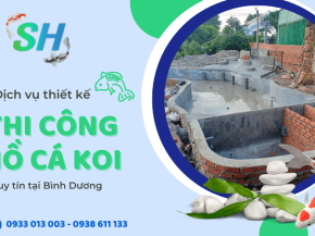 Dịch vụ thiết kế thi công hồ cá koi uy tín tại Bình Dương