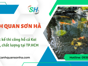 Thiết kế thi công hồ cá Koi giá rẻ tại TP.HCM