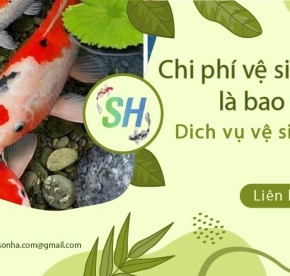 Chi phí vệ sinh hồ cá Koi là bao nhiêu? – Cập nhật bảng giá mới nhất năm 2025