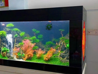 Thiết Kế - Thi Công Hồ Thủy Sinh