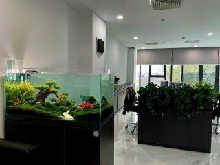 Thiết Kế - Thi Công Hồ Thủy Sinh
