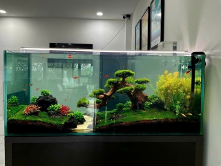 Thiết Kế - Thi Công Hồ Thủy Sinh
