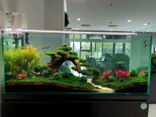 Thiết Kế - Thi Công Hồ Thủy Sinh