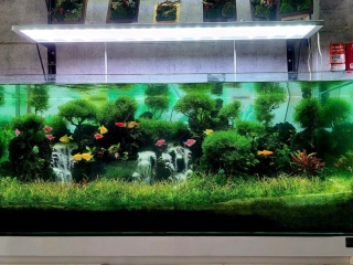 Thiết Kế - Thi Công Hồ Thủy Sinh