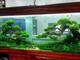 Thiết Kế - Thi Công Hồ Thủy Sinh