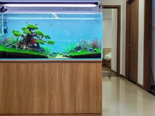 Thiết Kế - Thi Công Hồ Thủy Sinh