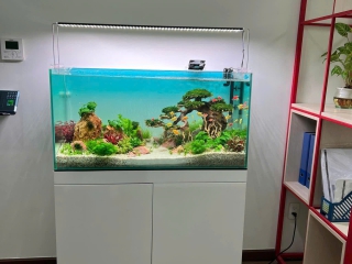 Thiết Kế - Thi Công Hồ Thủy Sinh