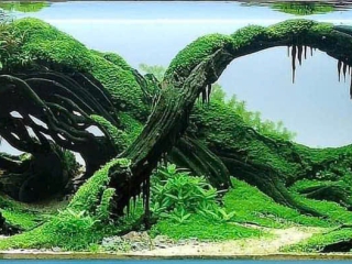 Thiết Kế - Thi Công Hồ Thủy Sinh