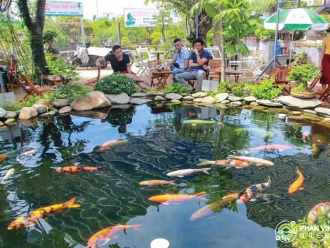Mẫu hồ cá Koi cho quán Cafe
