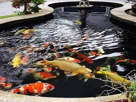 Mẫu hồ cá Koi cho quán Cafe
