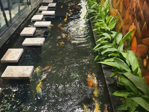 Mẫu hồ cá Koi cho quán Cafe