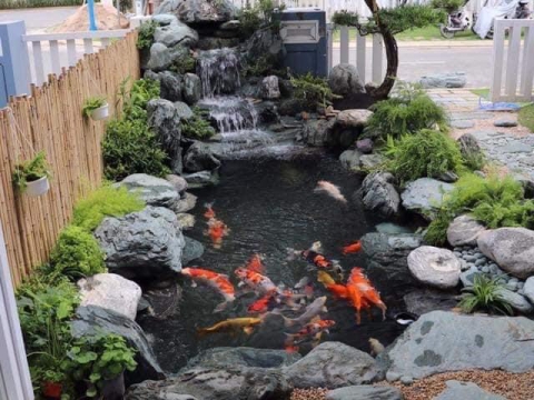 Mẫu hồ cá Koi nhỏ vườn nhà 