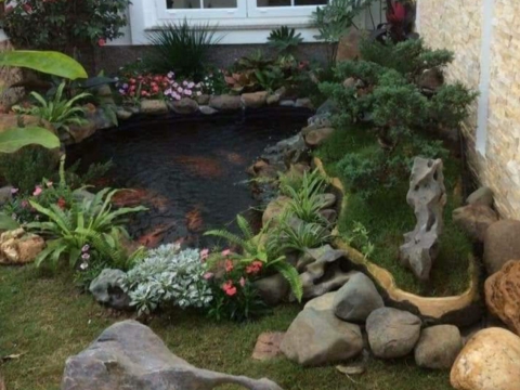 Mẫu hồ cá Koi nhỏ vườn nhà 
