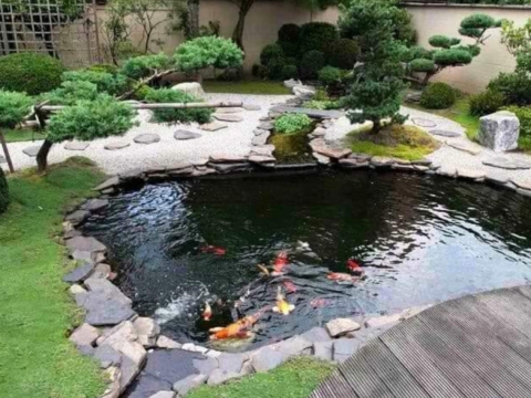 Mẫu hồ cá Koi nhỏ vườn nhà 