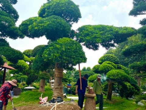Cây xanh thi công sân vườn