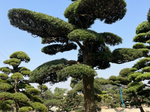 Cây xanh thi công sân vườn