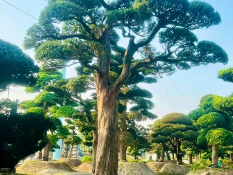 Cây xanh thi công sân vườn