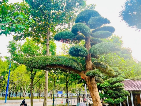 Cây xanh thi công sân vườn