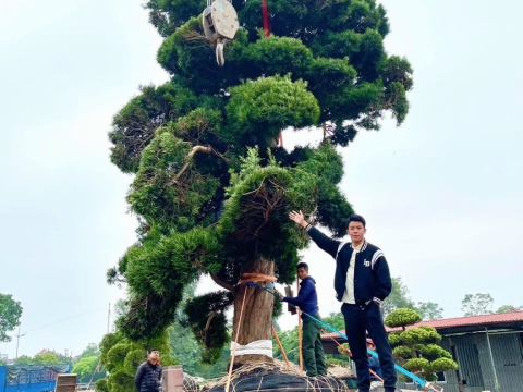 Cây xanh thi công sân vườn
