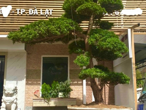Cây xanh thi công sân vườn