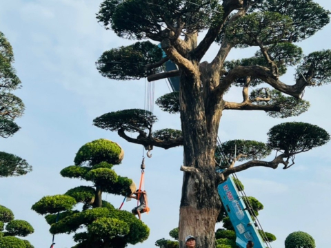 Cây xanh thi công sân vườn
