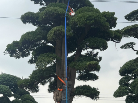 Cây xanh thi công sân vườn