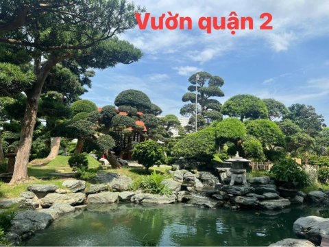 Cây xanh thi công sân vườn
